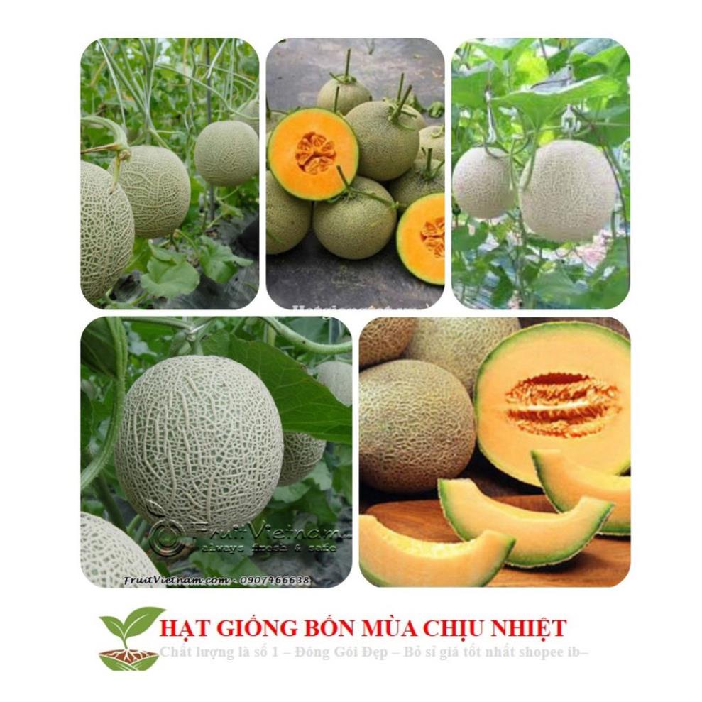 Hạt Giống Dưa Lưới Lõi Vàng Oval