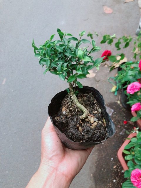 Cây Hồng Ngọc Mai Bonsai Mini