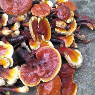NẤM LIM XANH RỪNG TAI TO(1.000k/1 kg)