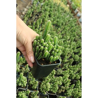 Xương rồng Tháp Chàm - Thanh Sơn