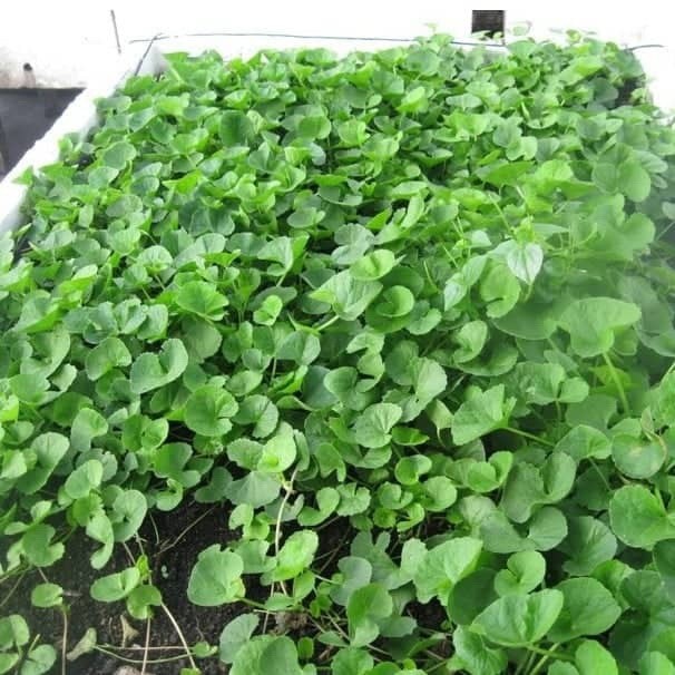 Hạt giống rau má