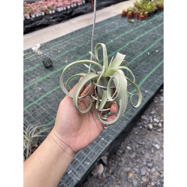 Cây không khí Tillandsia curly slim