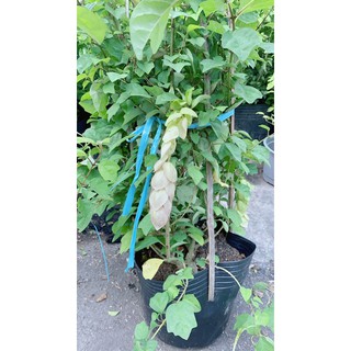 Huyền Trân Công Chúa