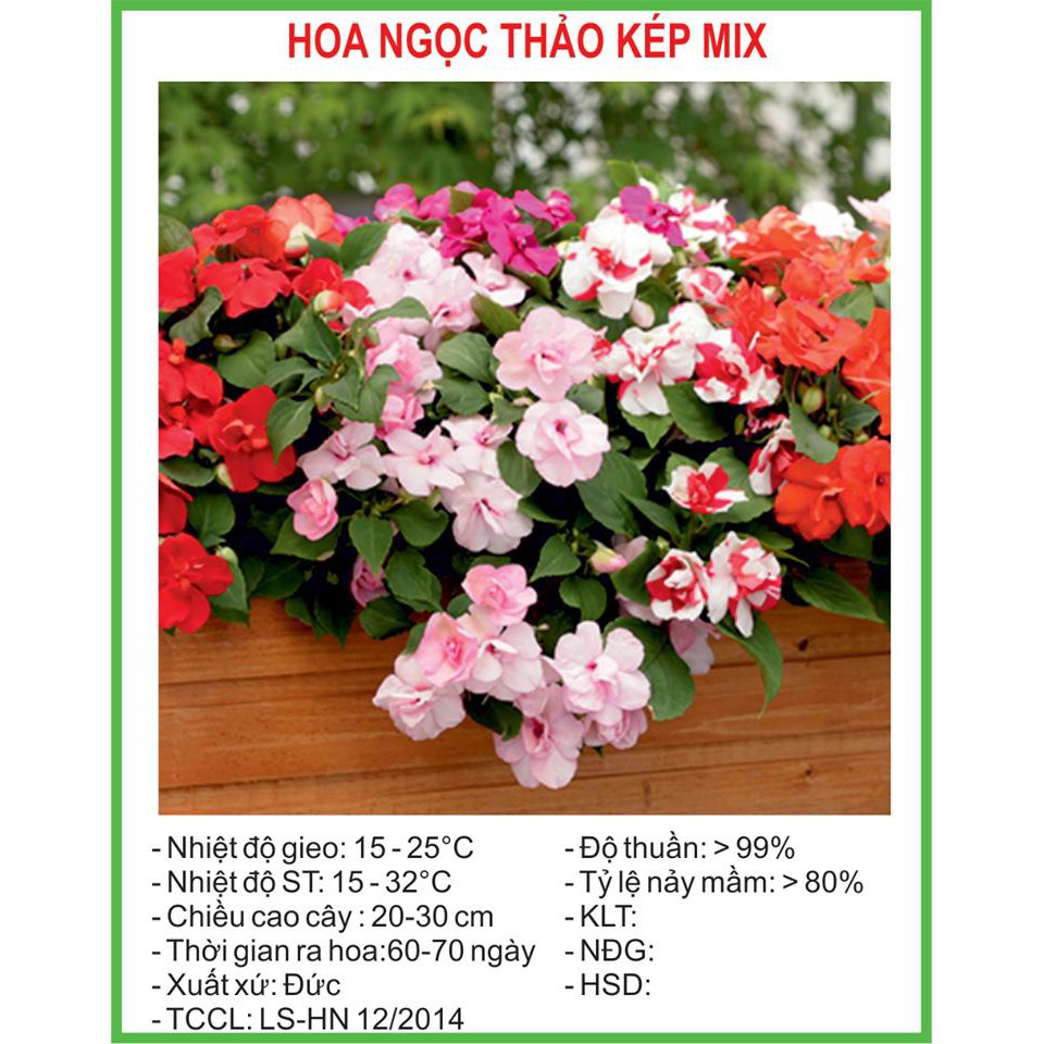 Túi 100 Hạt Giống Hoa Mai Địa Thảo (Ngọc Thảo) Kép Mix Màu Hỗn Hợp