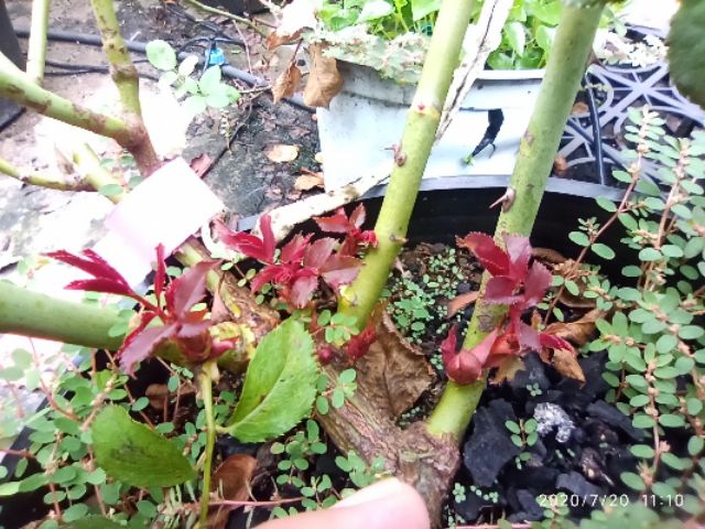 MAMSUNG kích chồi cây hồng