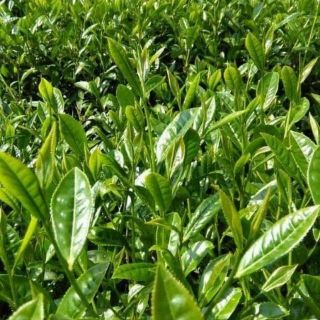 Chè ô long Phia đén - Cao bằng