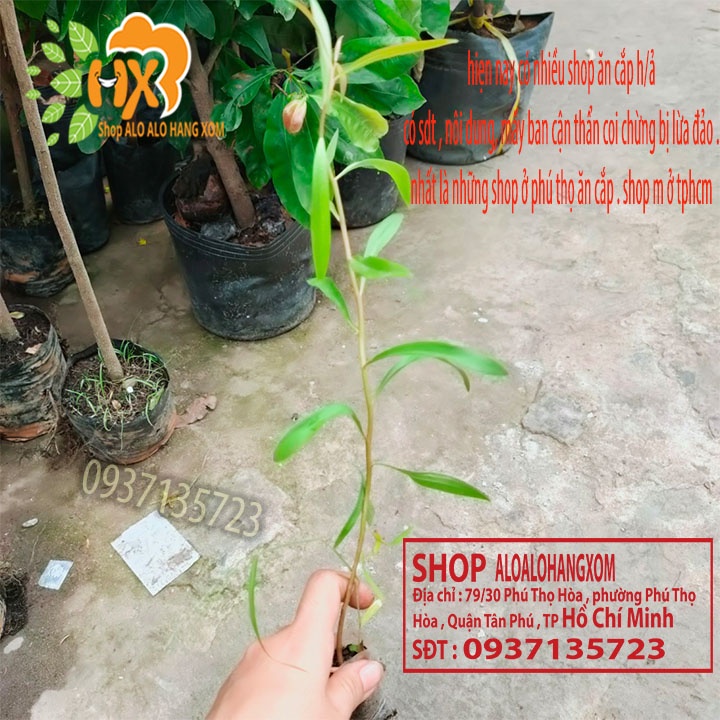 TRÀM ÚC CÂY GIỐNG