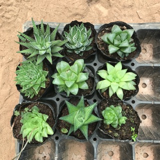 Combo 9 loại hoa đá haworthia