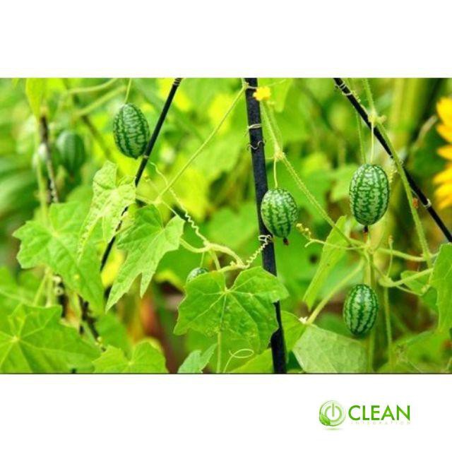 Hạt Giống Dưa Hấu Mini - 10 Hạt