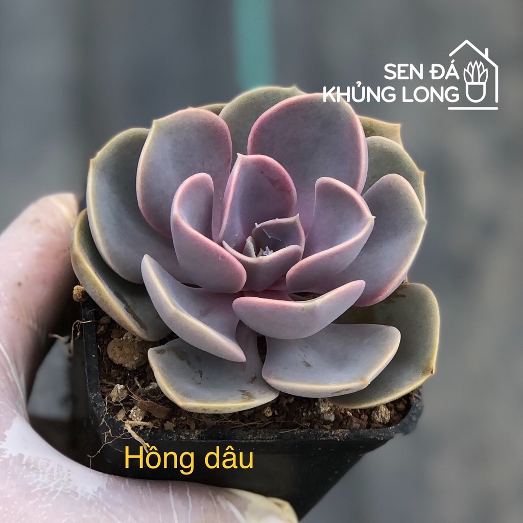 sen đá Hồng Dâu - echeveria purple