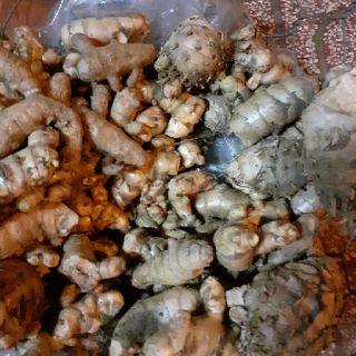 Nghệ trắng rừng,500g