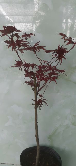 Phong lá Đỏ☆☆☆☆☆