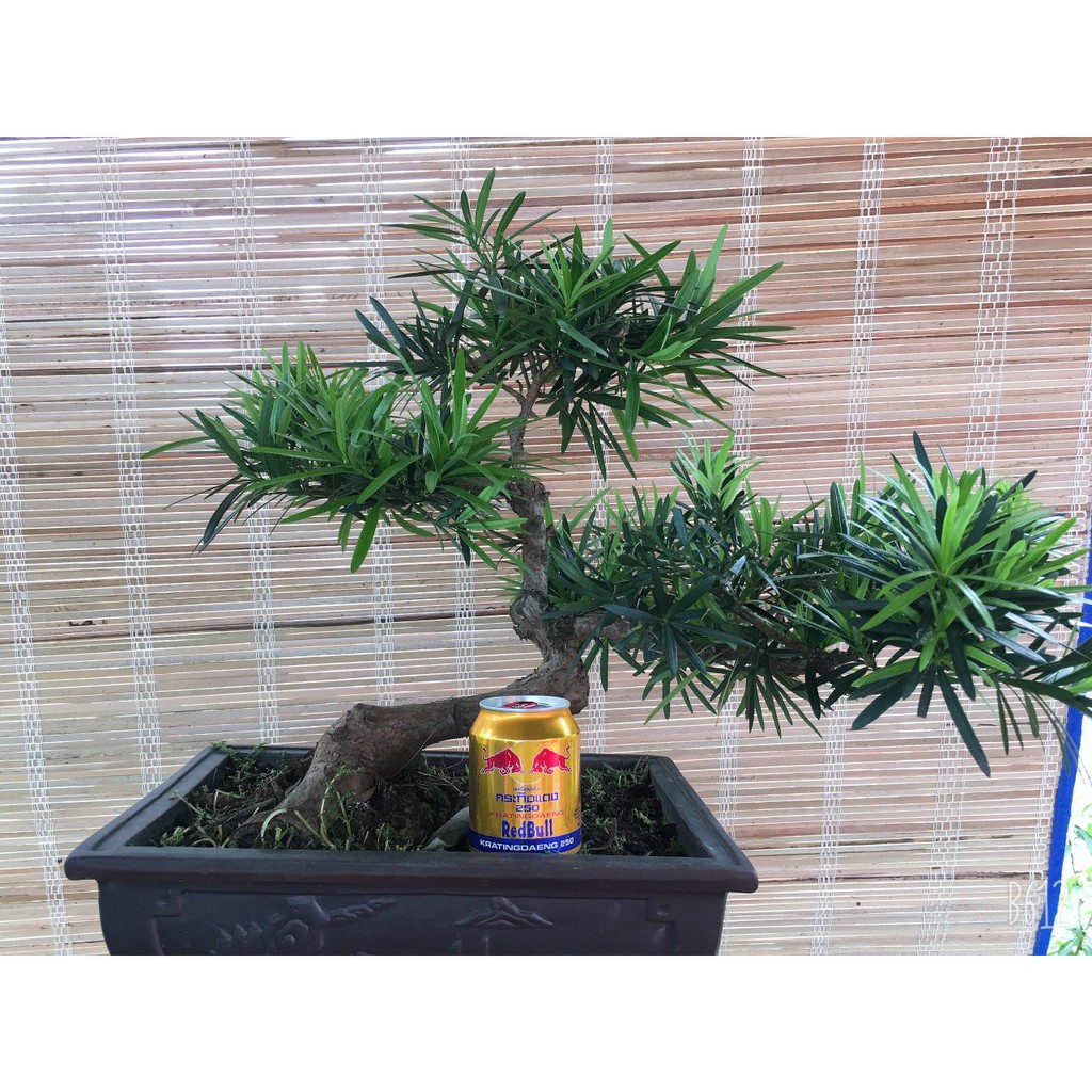 Cây tùng la hán bonsai để bàn mini nhà vườn mộc