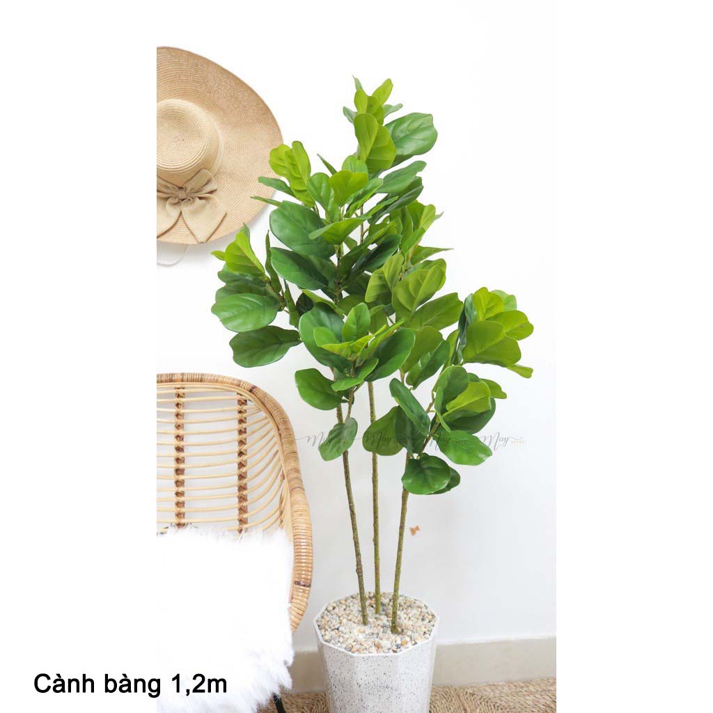 CÂY GIẢ - CÂY BÀNG SINGAPORE 3 NHÁNH CAO 1,2M