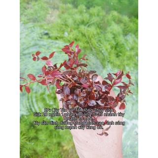CÂY THỦY SINH TÂN ĐẾ TÀI HỒNG-TRANG TRÍ HỒ CÁ