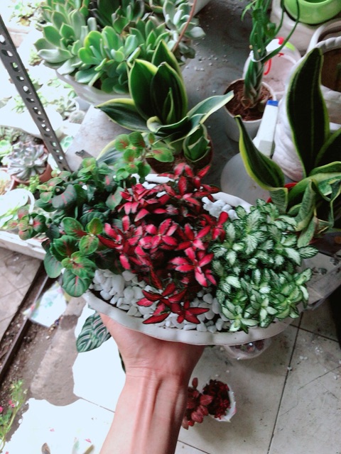 Chậu cây cẩm nhung