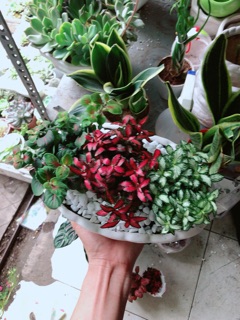 Chậu cây cẩm nhung (cây may mắn)