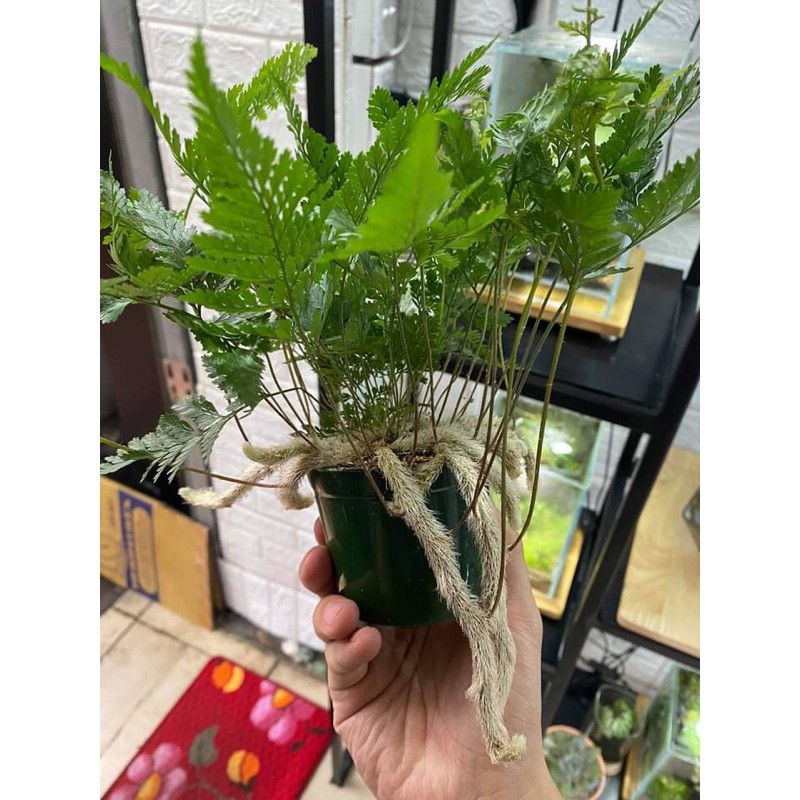 dương xỉ chân nhện
