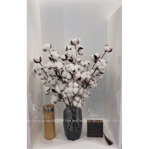 Cành Bông Gòn Khô - Hàng Loại 1 Thân Sắt Mảnh,1 Cành 10 Nụ - Mô Phỏng Cotton Flower - Chất Liệu Cao Cấp