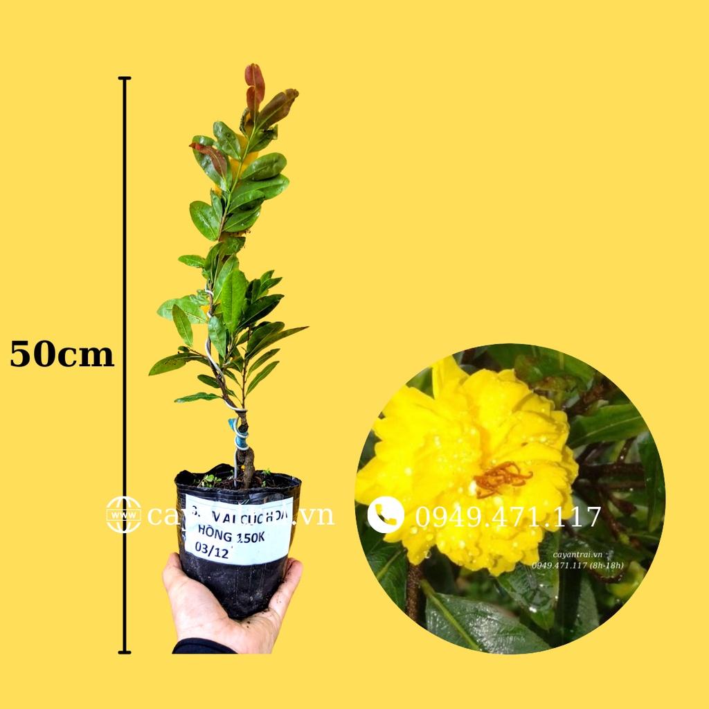 Mai Cúc Hoa Hồng Thanh Tú