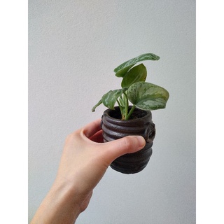 Cây Trầu Bà Lụa Trầu Bà Pháp