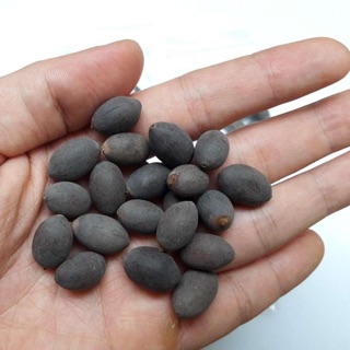 Hạt giống hoa sen ta (10 hạt)