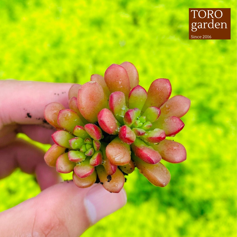 Sen đá sedum cam Đà Lạt size mini cây cảnh trang trí nhà cửa Toro garden
