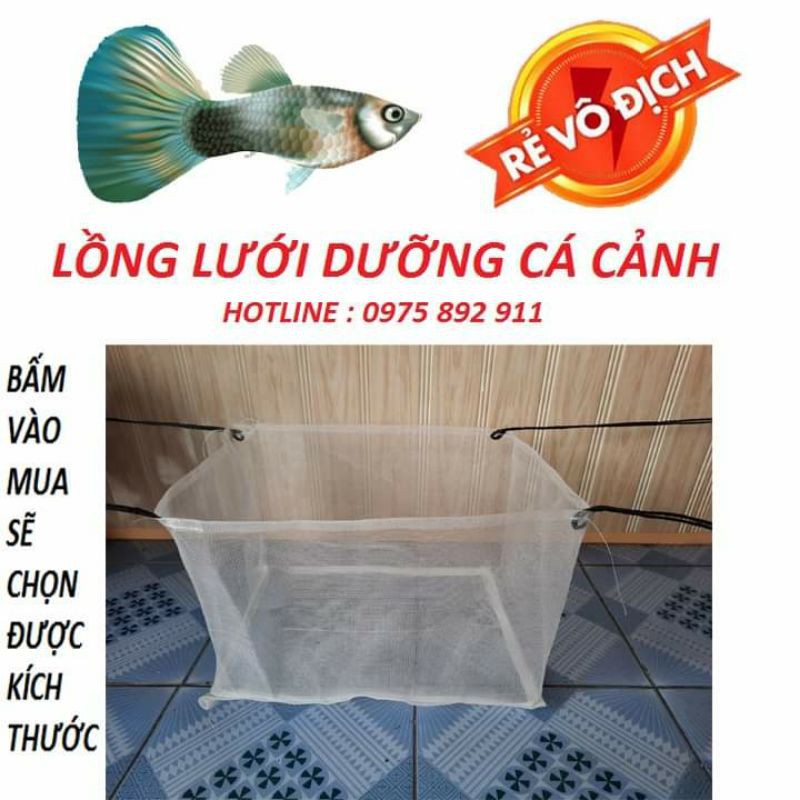 bể lưới dưỡng cá cảnh guppy