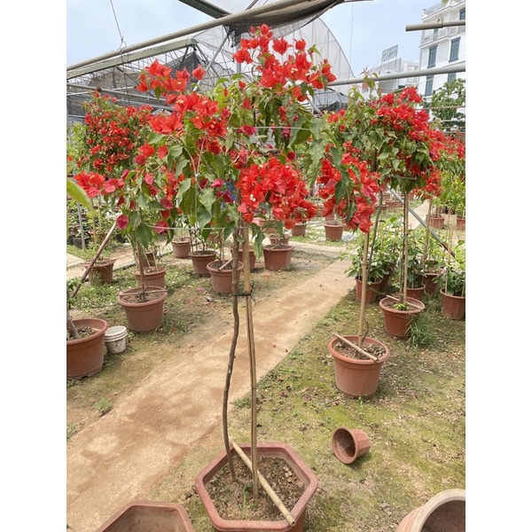Hoa giấy thái màu đỏ lửa