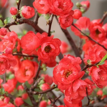 Hạt giống hoa mai trung quốc hoa màu đỏ