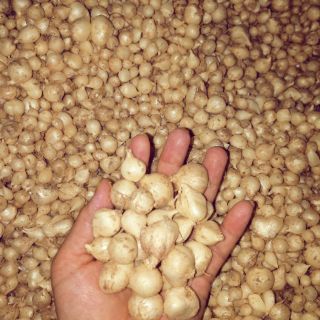 Củ nén (hành tăm-1kg) -Loại 1 - Quảng Bình