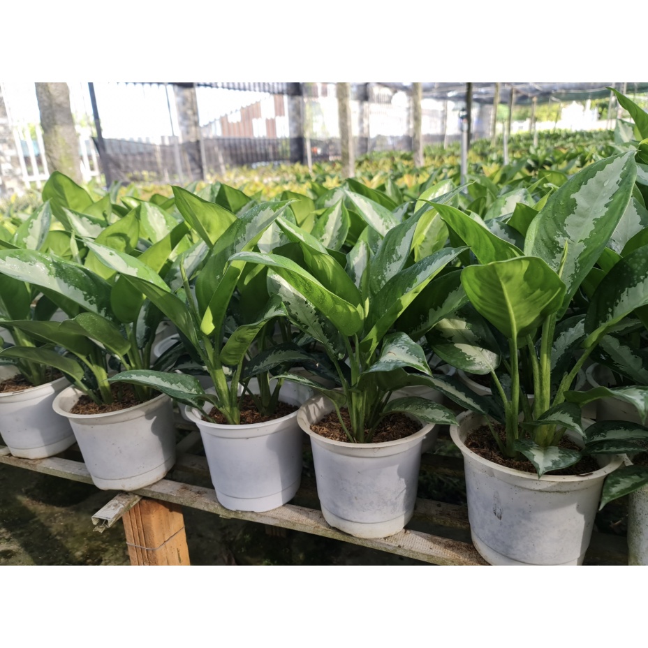 CÂY THANH LAM ,, phong thủy để bàn mini GIÁ RẺ, lọc không khí, Cây Tươi Nguyên CTN0450