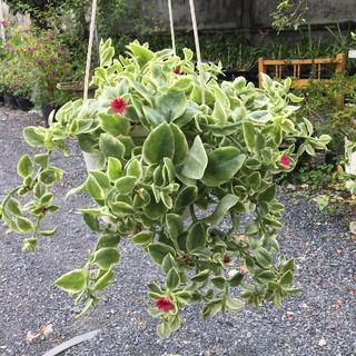 Chậu Cây BaBy Sun - cây kiểng lá có hoa đẹp - Heartleaf Iceplant