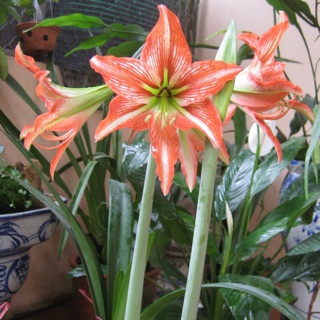 Củ giống lan huệ cam thơ