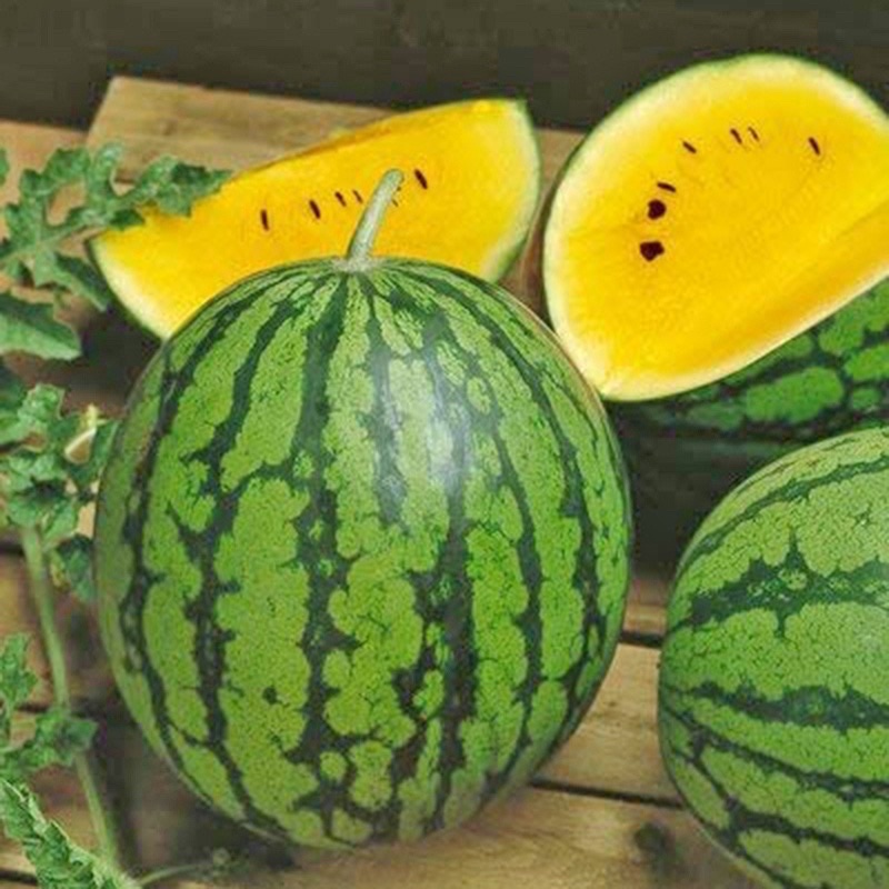 Hạt giống dưa hấu ruột vàng siêu ngọt cao sản F1