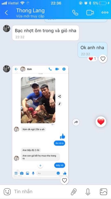 Cao dán lậu đế ké chậu  - Cho Gà Chọi 🐔🐔🐔