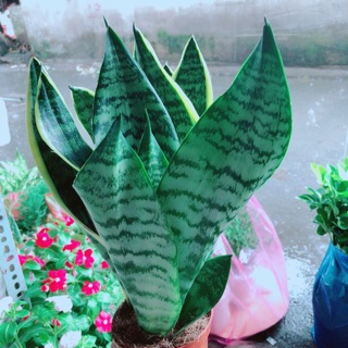 Lưỡi Hổ Cao