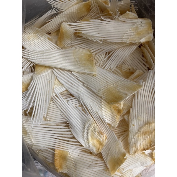 Xương Vi Sụn Cá Mập