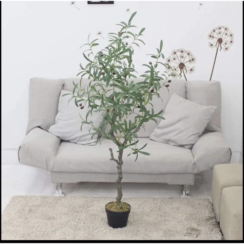 Cây Ô liu, Oliu ,Olive -loại cao cấp cao 1,3m ,1,7m decor sang chảnh