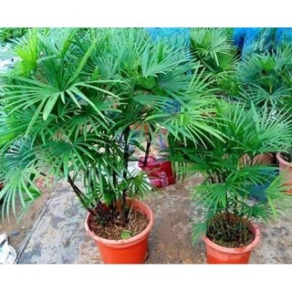 30 hạt giống cây cọ mini trồng tiểu cảnh