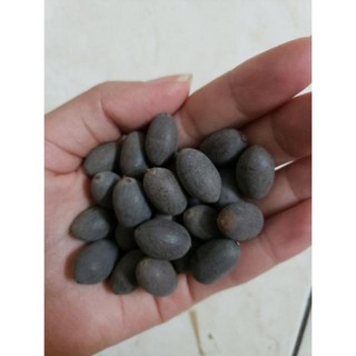 [Siêu khuyến mại] (Đã cắt đầu) Sen Mini Nhật màu ngẫu nhiên