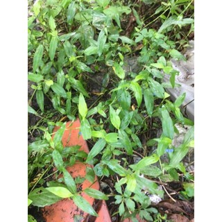 rau trai thài lài