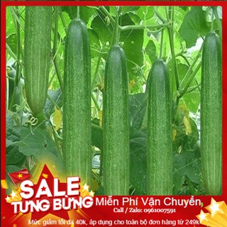 Hạt Giống Dưa Chuột Nếp Ta - 10 Hạt