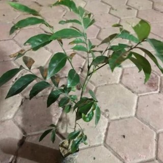 Cây giống móc mật, dễ trồng