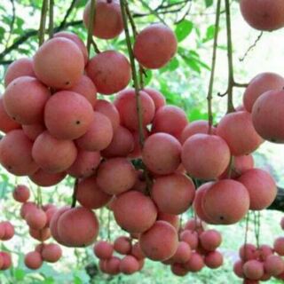 Cây dâu da đất.(Cây bòn bon) tặng kèm túi phân