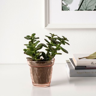 Nến thơm cốc VÄLDOFT IKEA - Các mùi