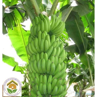 Cây giống chuối tiêu hồng