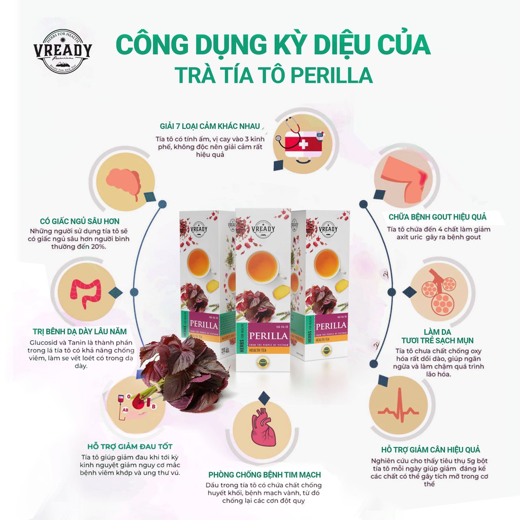 Trà Tía Tô Vready - Trà Túi Lọc Thanh Nhiệt, Giải Cảm, Giảm Cân Hiệu Quả | BigBuy360 - bigbuy360.vn