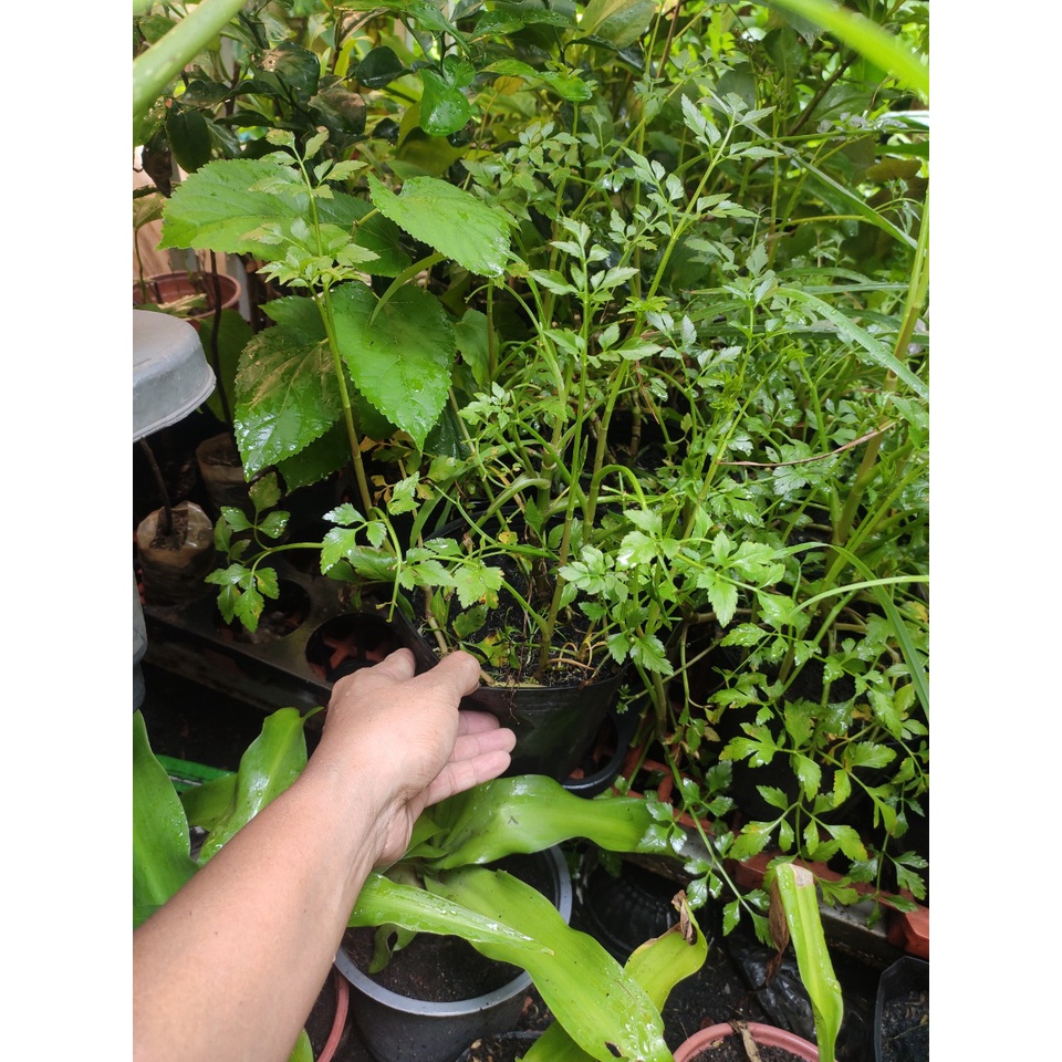 Cây rau cần ta rau cần nước, hương cần, hồ cần - trồng châu ổn định- thu hoạc quanh năm- tên khoa học Oenanthe javanica