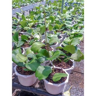 Cây Lan Cẩm Cù Lá Tim